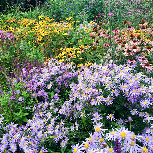 Assorted planted perennials