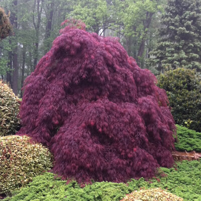 Japanese maple tree